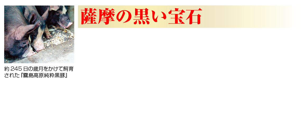 薩摩の黒い宝石