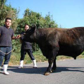 鹿児島黒牛