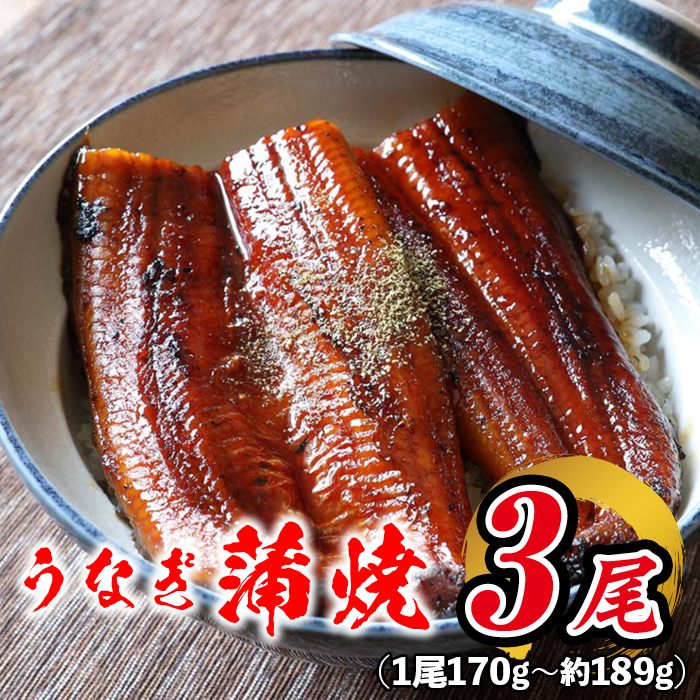 有頭 うなぎ蒲焼き 鹿児島産 約189g×3本 