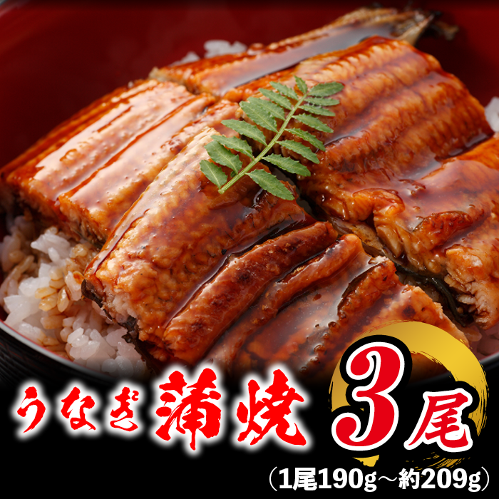 有頭 うなぎ蒲焼き 鹿児島産 約209g×3本