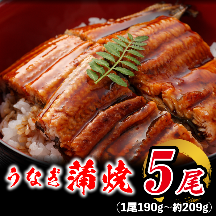 有頭 うなぎ蒲焼き 鹿児島産 約209g×5本